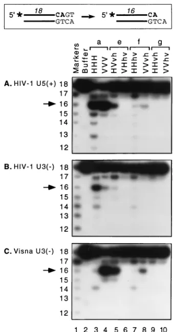 FIG. 5. Duplicate processing reactions for informative proteins. Duplex oli-gonucleotide 18-mer substrates derived from the U3 termini of HIV-1 (A) or