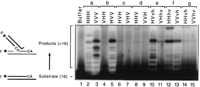 TABLE 1. Speciﬁc processing activity of informative proteins