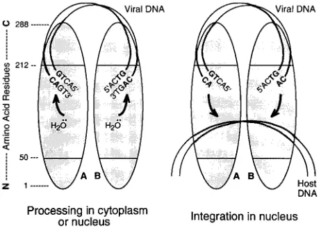 FIG. 8. Model for the functional organization of the IN protein. Proteinmonomers A and B (shaded ovals) are shown as a dimer, in parallel orientations,