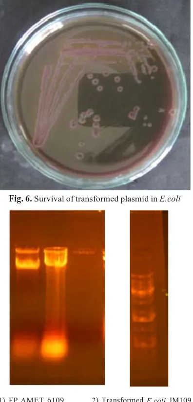Fig. 6. Survival of transformed plasmid in E.coli