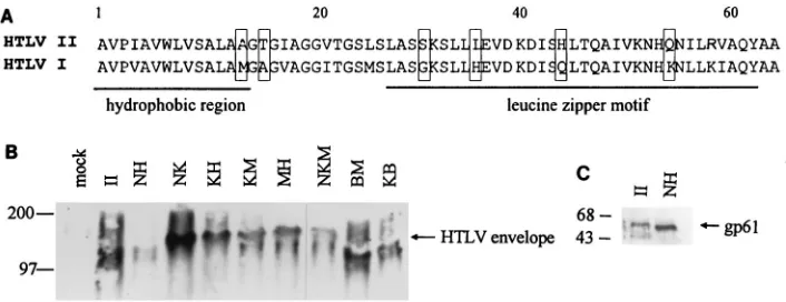 FIG. 6. The chimeric HTLV envelopes are similar in the ability to form multimers. HeLa cells (10) were infected with VTF7-3 for 2 h at 37°C and transfected withseparated on a 5 to 20% gradient nondenaturing acrylamide gel with 0.01% SDS in the running buff