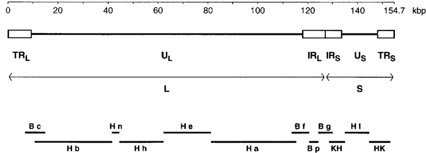 TABLE 1. Summary of regions in the genomesof HSV-1 and HSV-2