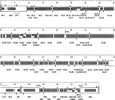 FIG. 2. Layout of genes and other elements in the genome of HSV-2. The genome is shown expanded from the representation in Fig