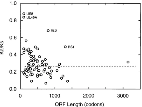 TABLE 4. Corrections to the genome sequence of HSV-1 strain 17