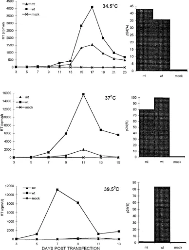 FIG. 1. Replication kinetics of mt4 (mt) and its wild-type HIV-1LAIproduction (right panels)
