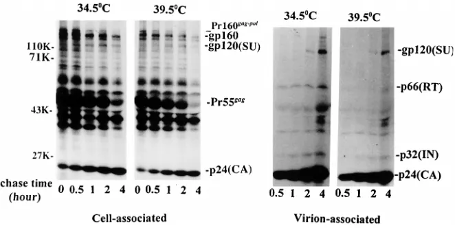 FIG. 4. Analysis of wild-type and tsfected HeLa cells. HeLa cells were transfected with the indicated plasmids (wt,HIV-1DNA; PRassociated proteins were immunoprecipitated with an AIDS patient serum andresolved on SDS–10% polyacrylamide-AcrylAide gels
