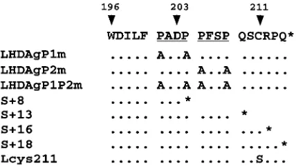 FIG. 1. Sequence of the 19 aa unique to the C terminus of LHDAg. ThePXXP motifs are underlined