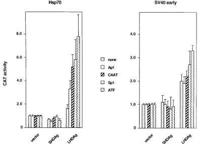 FIG. 3. Activation of several upstream elements by LHDAg. CAT genes driven by various upstream stimulatory elements, including binding sites for ATF, CAAT,Sp1, and AP1, paired with either the hsp70 TATA element or the SV40 early promoter TATA element, were cotransfected into HepG2 cells with either the pcDNA3