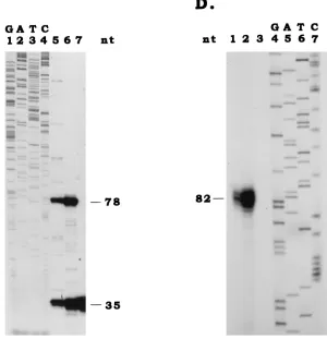 FIG. 1. Location and sequence of pag1and putative GATA, CAAT, and TATA motifs are underlined