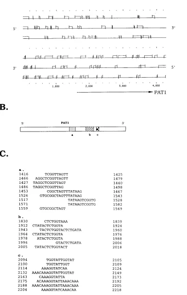 FIG. 2. DNA sequence analysis of pag1line, and termination codons are indicated by a vertical line bisecting the horizontal