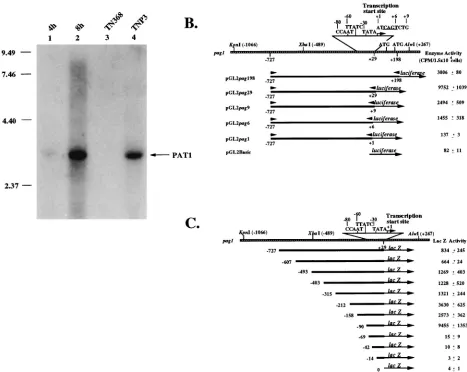 FIG. 4. Promoter activity analysis of pag1promoter. Plasmid pHzE-M (10), which contains the entirewere ligated with the protein-coding region of the luciferase gene, and the activity of this enzyme was determined after the transfection of the constructs in