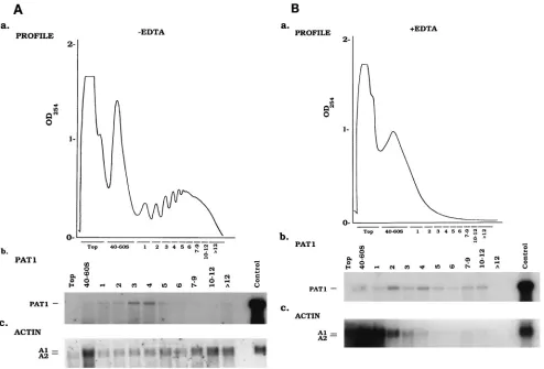 FIG. 5. Polysome fractionation of persistently infected TNP3 cells. (A) Postmitochondrial lysates collected from 107the actin probe used was the 0.6-kbto sucrose gradient centrifugation