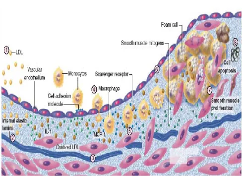 Fig-3.1 Inflammation and Atherosclerosis 
