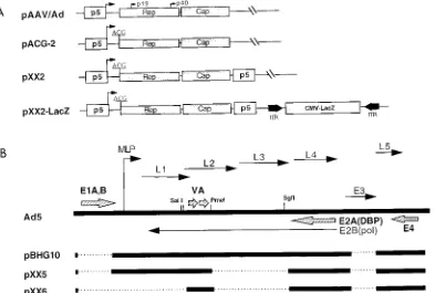 FIG. 1. Construction of AAV packaging and Ad helper plasmids. (A) AAV packaging plasmids AAV/Ad, ACG-2, XX2, and XX2-LacZ all contain the endogenouspromoter p5 (open box) and Rep and Cap genes (shaded box)