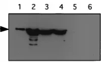 FIG. 2. Western analysis of the Ad5 ﬁber protein with an antibody againstthe C-terminal knob domain (19)