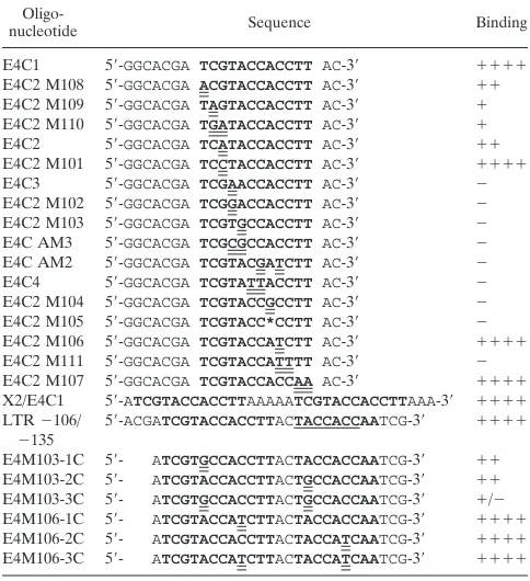 TABLE 2. Mutational analysis of the chkYB-2 binding motifa