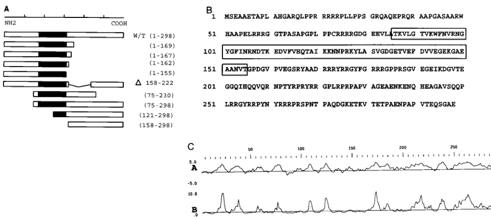 FIG. 1. (A) Diagram of chkYB-2 mutant constructs. Wild-type (w/t) chkYB-2 (298 aa) is shown schematically