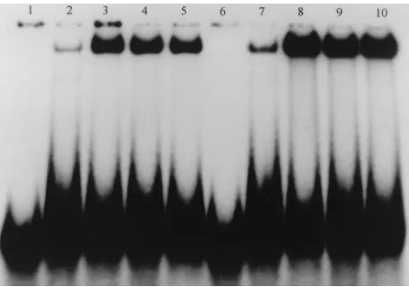FIG. 5. Mutational analysis of the chkYB-2 binding motif in RSV LTR. Aseries of point mutations was introduced in the single-stranded DNA oligonu-