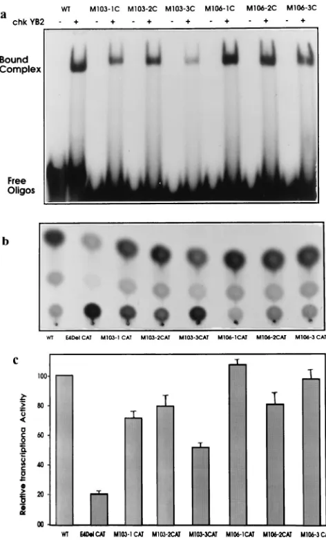 FIG. 6. Contribution of both chkYB-2 recognition octamers to RSV LTR-driven transcription