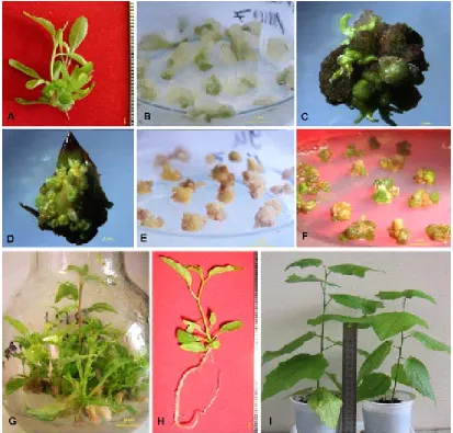 Fig. 2. Clonal micropropagation of hybrids of Populus. A. Development ofaxillary buds of P