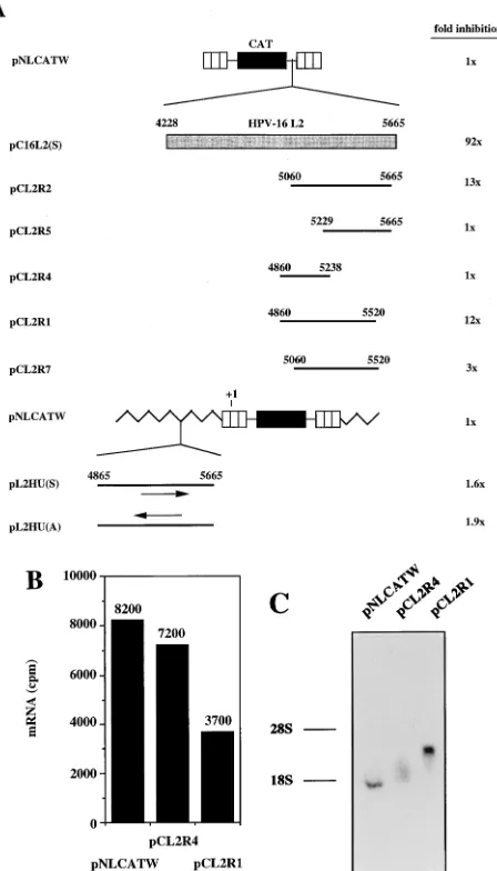 FIG. 9. The 3�structures of CAT expression plasmids. Striped boxes indicate HIV-1 LTRs,black boxes represent the CAT gene, shaded boxes represent the HPV-16 L2coding region, and thick black lines indicate subfragments of the L2 codingregion