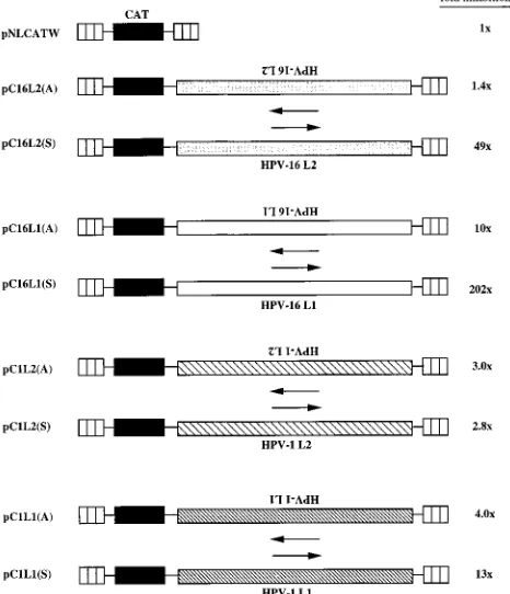 FIG. 2. (A) Structures of the L2 expression plasmids. Shaded boxes indicatethe HPV-16 L2 coding region, striped boxes represent HIV-1 LTRs, and trian-