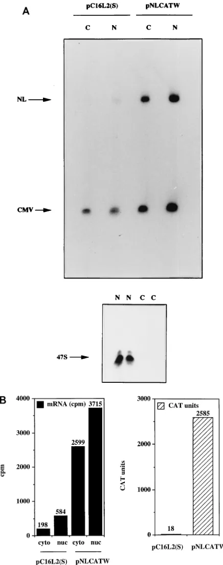 FIG. 5. The HPV-16 L2 inhibitory sequences reduce mRNA levels in bothcytoplasmic and nuclear compartments