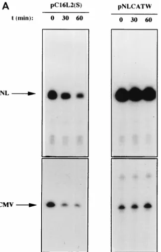 FIG. 6. The HPV-16 L2 inhibitory sequences reduce cytoplasmic mRNAstability. (A) Cytoplasmic mRNA levels produced from the indicated plasmids