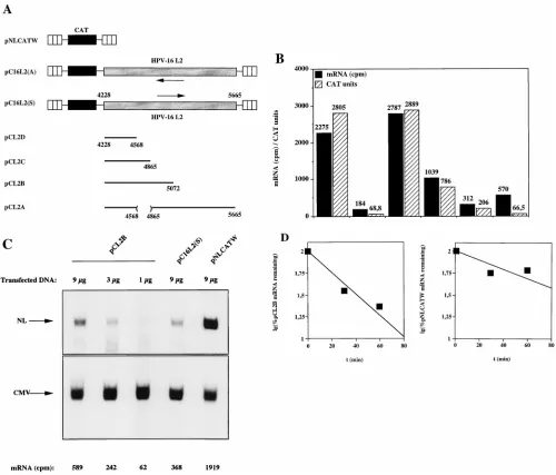 FIG. 8. The 5�indicate HIV-1 LTRs, black boxes represent the CAT gene, shaded boxes represent the HPV-16 L2 coding region, and arrows indicate antisense (orientations