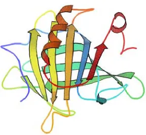 Figure 2.5- Structure of Beta-Lactoglobulin (www.Bio-Rad.com) 
