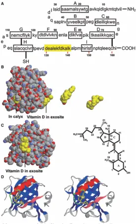 Figure 3.3 Vitamin D Transport and Binding by Beta-lactoglobulin Amino acid sequence of LG and crystal structure of the LG–vitamin D3 complex