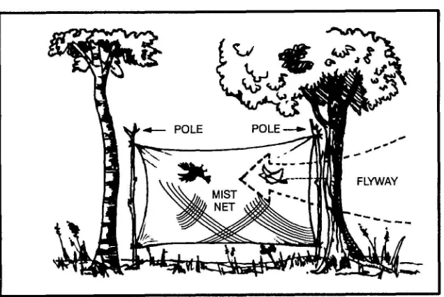 Figure 8.4. Catching birds in a net.
