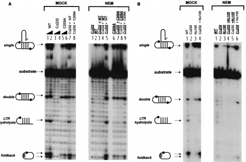 FIG. 3. Activity of NEM-alkylated M-MuLV IN proteins in coordinated bimolecular disintegration reactions