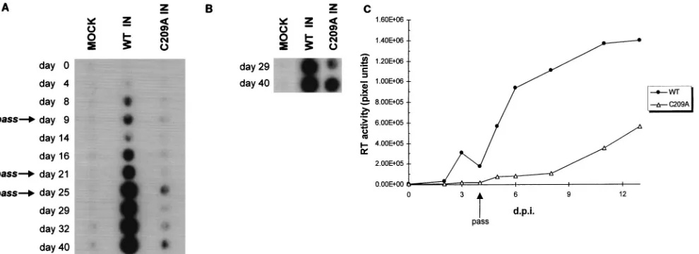 FIG. 4. Inﬂuence of the HHCC domain, residue C209, and the LTR 5�gration substrate. Lane 1 contains a control buffer reaction