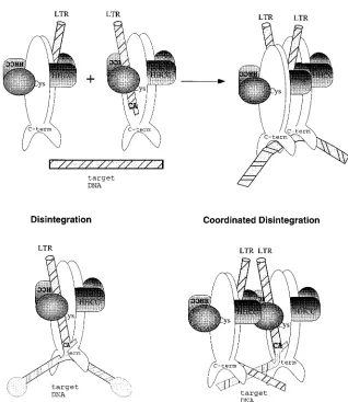 FIG. 6. Model of multimeric M-MuLV IN functions in vitro and in vivo. An illustration of M-MuLV IN domains and multimeric subunit interactions is shown