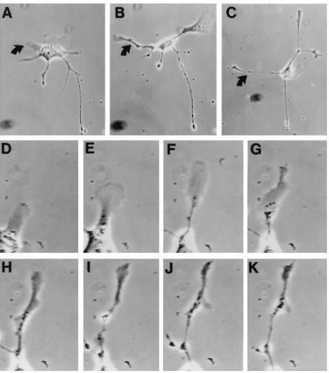 FIG. 6. Kinetics of cell movement and projection formation. BS-C-1 cellswere grown and infected with VV as described for Fig