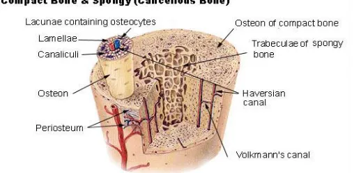 Fig. 1 Compact &Cancellous bone 