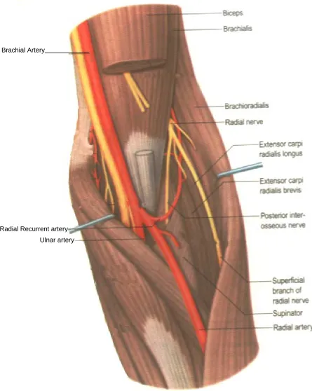 FIG – 1  ORIGIN & COURSE OF RADIAL ARTERY IN THE CUBITAL FOSSA    