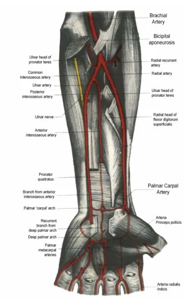 FIG – 2 COURSE OF RADIAL ARTERY   