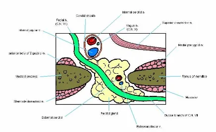 Figure 13: Cross-section of the parotid gland  