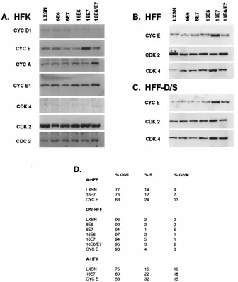 FIG. 1. Cyclin and CDK protein levels in asynchronous and Gor G0/G1-arrested cells. Total-cell lysates were prepared from asynchronous HFKs and HFFs (A and B)/G-arrested ﬁbroblasts (C) expressing the designated viral gene