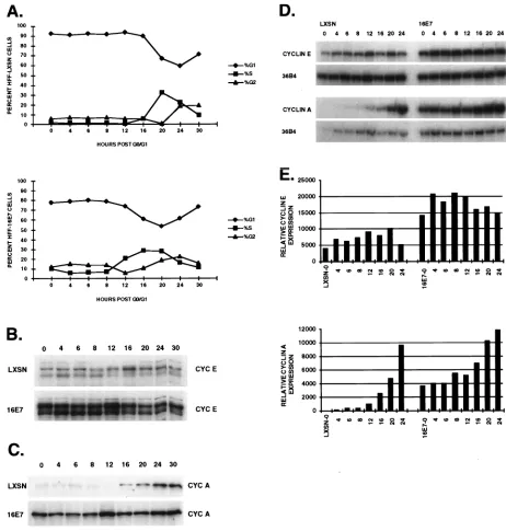 FIG. 5. Cell cycle arrest following serum starvation. HPV-16 E7- and vector-expressing HFFs were starved of serum for 48 h, restimulated with 10% FBS, andmonitored at intervals for 30 h after release