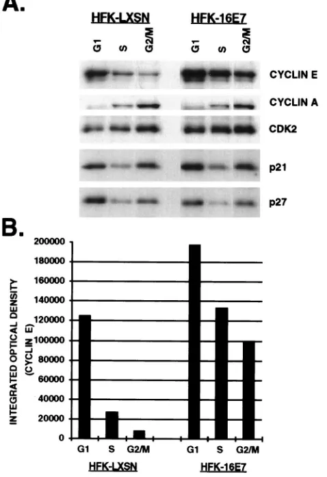 FIG. 7. The CR1 and CR2 domains of E7 are required for increased cyclinE levels. Total-cell lysates were prepared from asynchronous HFK expressing the