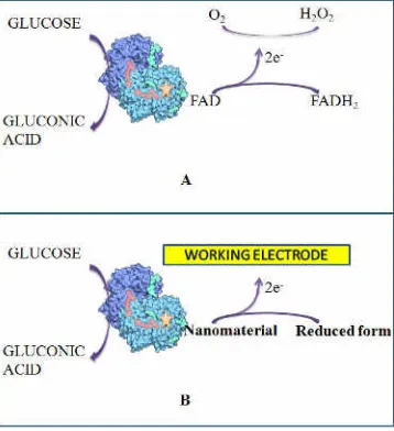 Figure 1. Schematic catalytic of GOx in glucose oxidation (A) and basic theory  of glucose sensor using nanomaterials (B)