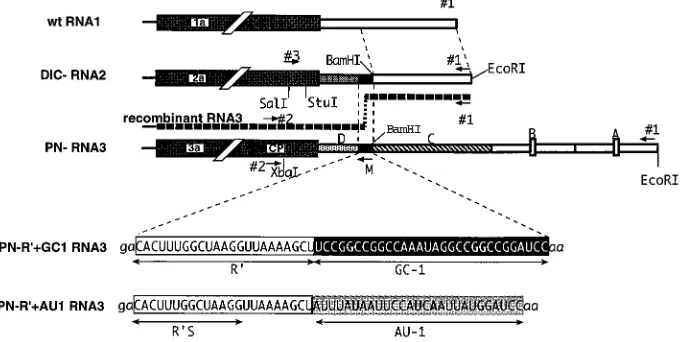 FIG. 1. Schematic representation of the 3�ﬂanking sequences on homologous recombination
