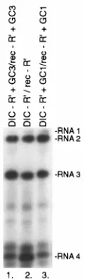FIG. 4. Effect of upstream GC-rich sequences on the distribution of crossover sites in homologous recombinant RNA3 molecules and on the incidence ofrecombination (RI)