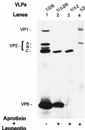 FIG. 2. Protein content of single- and double-layered VP�and their VP2-containing counterparts