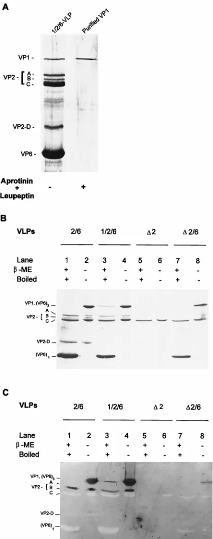 FIG. 6. Interactions between VP1 and other VLP proteins tested by far-Western blotting