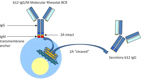 Figure 2.7. A model of how the b12 IgG Molecular Rheostat immunoglobulin system 