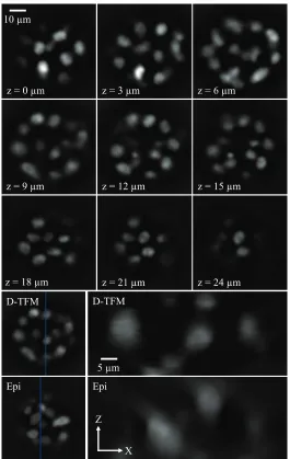 Figure 3.6: Optical sections and orthogonal views of living MCF-10A cells in a hemispherical struc-ture